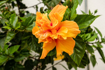 orange hibiscus grown in a garden in spain