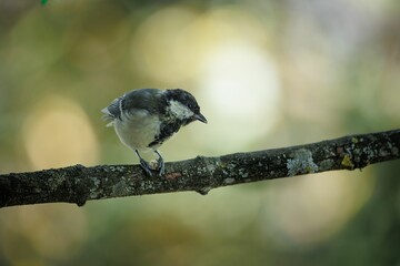 Naklejka premium Closeup of a cute Great tit bird perched on a twig isolated on a blurred background