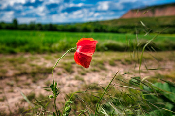 beautiful red poppies in the field