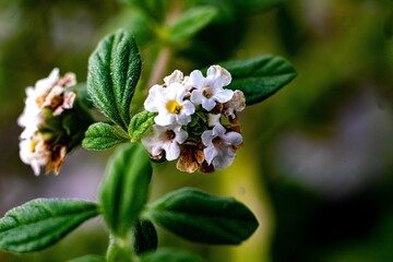Macro shot of Lantana involucrata plant growing with white flowers and green leaves