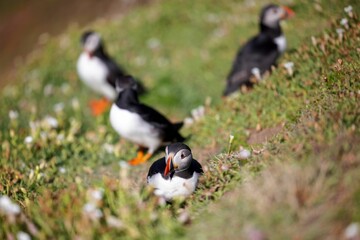 Group of cute Atlantic puffins (Fratercula arctica) resting in a field on a sunny day