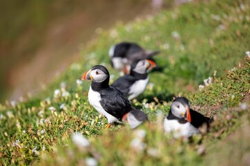 Group of cute Atlantic puffins (Fratercula arctica) resting in a field on a sunny day