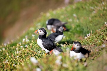 Group of cute Atlantic puffins (Fratercula arctica) resting in a field on a sunny day