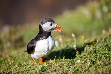Cute Atlantic puffin (Fratercula arctica) resting in a field on a sunny day on a blurred background