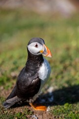 Vertical shot of an Atlantic puffin (Fratercula arctica) resting in a field on a blurred background