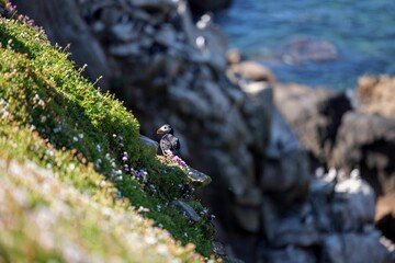 Cute Atlantic puffin (Fratercula arctica) standing on the edge of a rock on the blurred background