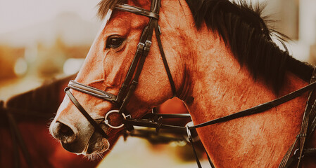 Portrait of a beautiful bay horse with a bridle on its muzzle. Photo of a horse. Equestrian sports.