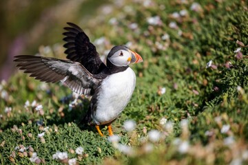 Cute Atlantic puffin (Fratercula arctica) with spread wings on a sunny day on the blurred background