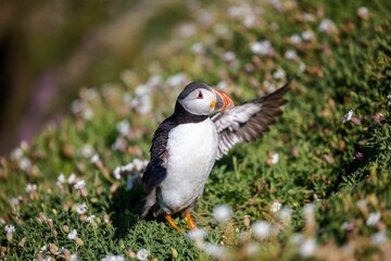 Cute Atlantic puffin (Fratercula arctica) with spread wings on a sunny day on the blurred background