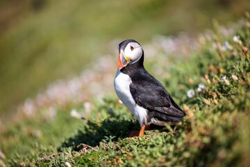 Cute Atlantic puffin (Fratercula arctica) resting in a field on a sunny day on a blurred background