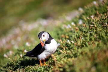 Cute Atlantic puffin (Fratercula arctica) resting in a field on a sunny day on a blurred background