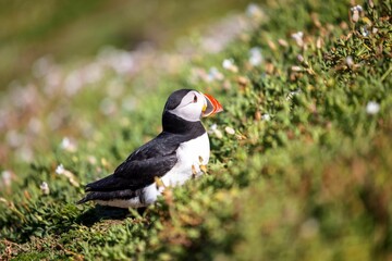 Cute Atlantic puffin (Fratercula arctica) resting in a field on a sunny day on a blurred background