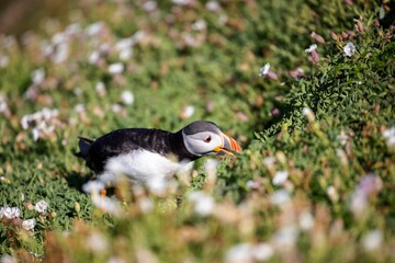 Cute Atlantic puffin (Fratercula arctica) resting in a field on a sunny day on a blurred background
