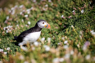 Cute Atlantic puffin (Fratercula arctica) resting in a field on a sunny day on a blurred background