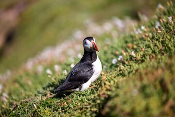 Selective focus of an Atlantic puffin in a green field with small white flowers in the daytime