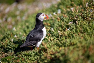 Selective focus of an Atlantic puffin in a green field with small white flowers in the daytime