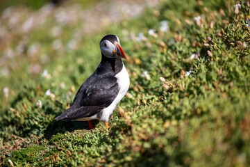 Selective focus of an Atlantic puffin in a green field with small white flowers in the daytime