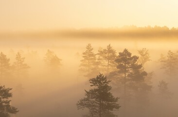 Beautiful golden sunrise in the woods covered by fog