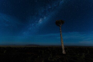 Tall quiver tree under the starry sky at night in Fish River Canyon, Namibia