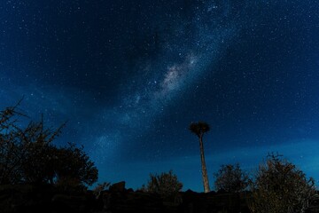 Tall quiver tree under the starry sky at night in Fish River Canyon, Namibia