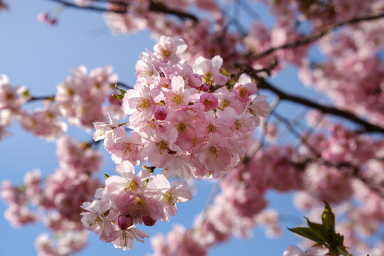Pink Sakura Blossoms. Close up sot of cherry blossoms.