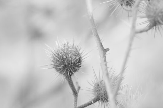 Buffalo bur plant closeup in shallow depth of field black and white. © ccestep8