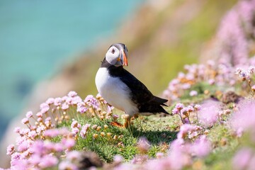 Cute Atlantic puffin (Fratercula arctica) resting on a sunny day on the blurred sea background