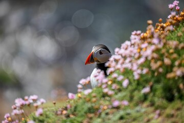Cute Atlantic puffin (Fratercula arctica) resting on a sunny day on the blurred background