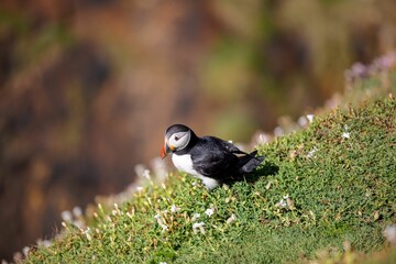 Cute Atlantic puffin (Fratercula arctica) resting on a sunny day on the blurred background