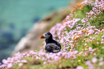 Cute Atlantic puffin (Fratercula arctica) resting on a sunny day on the blurred sea background