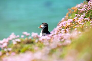 Cute Atlantic puffin (Fratercula arctica) resting on a sunny day on the blurred sea background