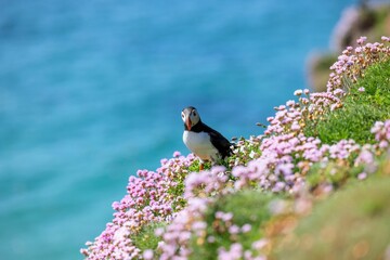 Cute Atlantic puffin (Fratercula arctica) resting on a sunny day on the blurred sea background