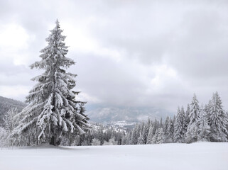natural landscape with beautiful mountains and sky. magical winter forest. spruces snow covered. christmas atmosphere.