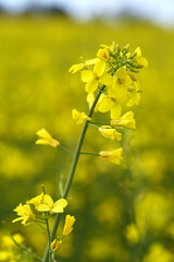 Flowering oilseed rape. Close up.