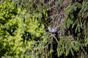 Argentinian parrot peeking out of the nest made in a tree in Madrid