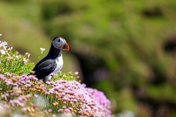 Closeup shot of a cute Atlantic puffin standing on the grass with flowers nearby