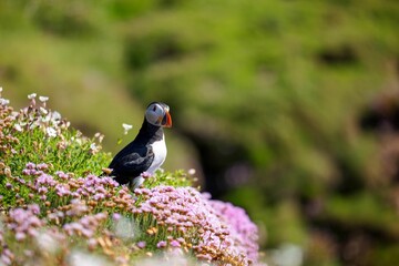 Closeup shot of a cute Atlantic puffin standing on the grass with flowers nearby