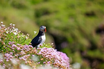 Closeup shot of a cute Atlantic puffin standing on the grass with flowers nearby