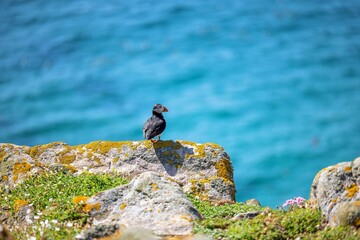 Cute Atlantic puffin standing on the cliff on a sunny day with a sea in the background