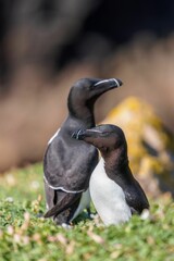 Closeup shot of two cute Razorbills standing on the grass on a sunny day
