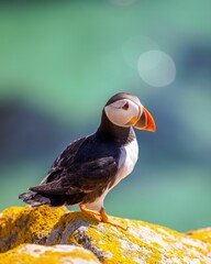 Closeup shot of an Atlantic puffin standing on the rock with a bokeh background