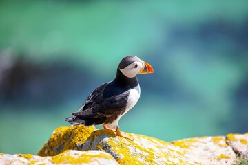 Closeup shot of an Atlantic puffin standing on the rock with a blurred background