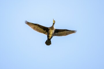 Low-angle shot of a Cormorant flying against a blue sky