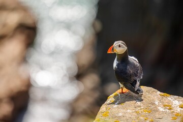 Closeup shot of an Atlantic puffin standing on the rock with a blurred background