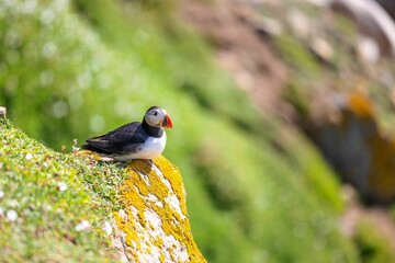 Closeup shot of an Atlantic puffin standing on the rock with a blurred background