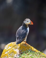 Closeup shot of an Atlantic puffin standing on the rock with a blurred background