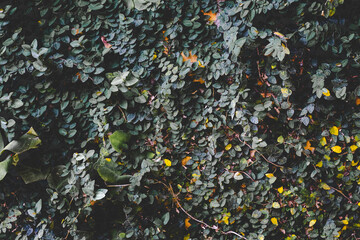 The walls of the cafe with ivy and ornamental plants.