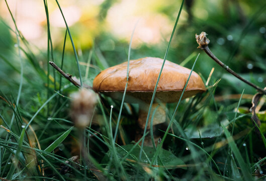 Granulated bolete mushroom in grass