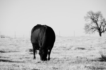 Black angus cow grazing on Texas ranch field during winter season.