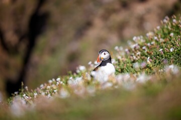 Atlantic puffin on the grass with small white flowers.